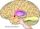 Nucleus accumbens