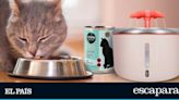 ¿Cómo hidratar a mi gato en verano? Zooplus tiene los productos que necesitas