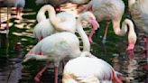 Berlin Zoo mourns death of flamingo Ingo, believed to have been 75