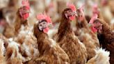 A tough egg to crack: Will Utah amend its cage-free law before 2025 deadline?