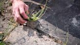 El producto que todos tenemos en la cocina que puede ser tu gran aliado en el jardín