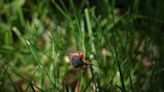 Park Ridge man’s cicada Facebook group amasses 27,000 members