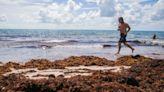 Seaweed, red tide on Florida beaches. Here's what travelers should know