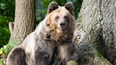 'Playful' Rescue Bear Named Dushi Wins Sleepiest Bear Contest by Staying in Hibernation the Longest