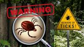 How To Protect Your Pets & Family From Tick-Bourne Illnesses In NY State