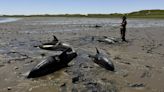 Dolphin mass stranding on Cape Cod found to be the largest in US history