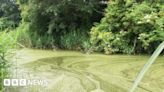 Droitwich toxic algae leads to warning to stay out of canal