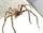 Huntsman spider