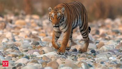 Ranthambore to Corbett: A journey through the tiger hotspots of India - Jim Corbett National Park, Uttarakhand