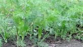 How To Grow And Care For Dill In Your Garden