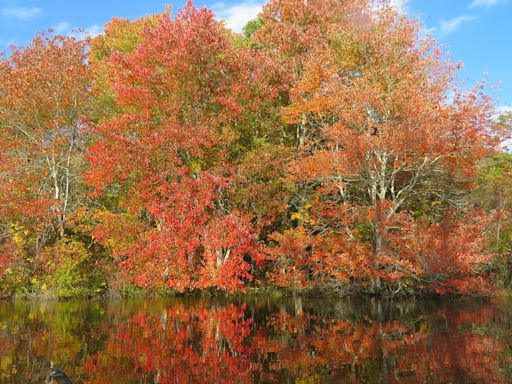 When will fall foliage peak on Cape Cod? Yankee Magazine expert weighs in.