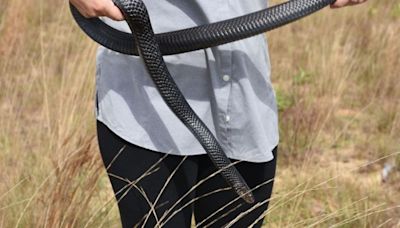 41 eastern indigo snakes released into native habitat in North Florida