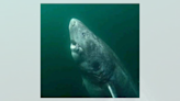 Fact Check: Viral Pic Claims to Show Greenland Shark Born Before Revolutionary War. Here's the Truth