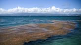 What is sargassum? Huge blob of seaweed heading to Florida's coast