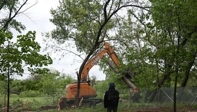 Despite pitched opposition, city begins cutting down heritage trees at FDR Park