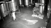 Wild moment woman is caught ripping open winery barrels
