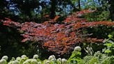 Which Wisconsin trees turn what color, and when, and answers to other questions about fall colors