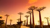 Cientistas resolvem o puzzle evolutivo do baobá: a árvore nasceu no Madagáscar