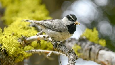 Bird brains: Nevada researcher studies chickadees' memories