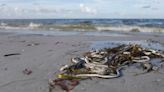 Red Tide: What It Is And Why You Need To Avoid Going Near It