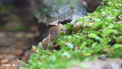 拯救瀕危青蛙日 台北市立動物園籲齊力翻轉豎琴蛙瀕危趨勢