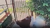Perro sufre quemaduras en la cara; buscan a quien le lanzó un fuego artificial en Santa Ana