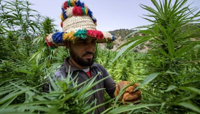 Los cultivadores de cannabis en Marruecos salen de la clandestinidad