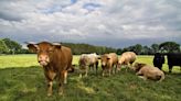 Abates de bovinos continuam em alta no país; Minerva vê ciclo favorável até 2025
