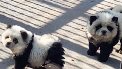 Pictured: Chinese zoo mocked for painting dogs to look like pandas