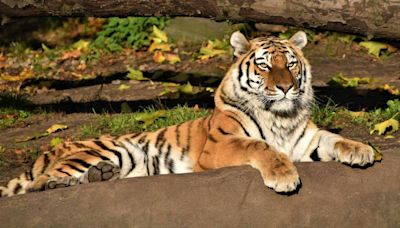 International Tiger Day 2024: Significance, Theme & History