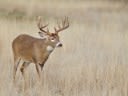 Oklahoma Plans to Combat CWD by Releasing Captive-Bred Deer into the Wild