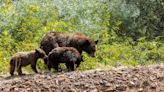 Letters: Mama bear didn’t deserve to be euthanized in Steamboat Springs