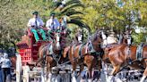 Where to see the Budweiser Clydesdales in Fort Myers, Alva and LaBelle