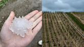 Orages : les vignes de Chablis, dans l’Yonne, fortement abîmées par les grêlons