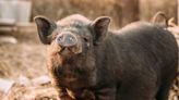 Sanctuary Pig Gives Rescue Worker a Grateful Kiss After Having Sunscreen Applied