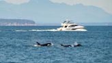 Infamous boat-sinking orcas spotted hundreds of miles from where they should be, baffling scientist