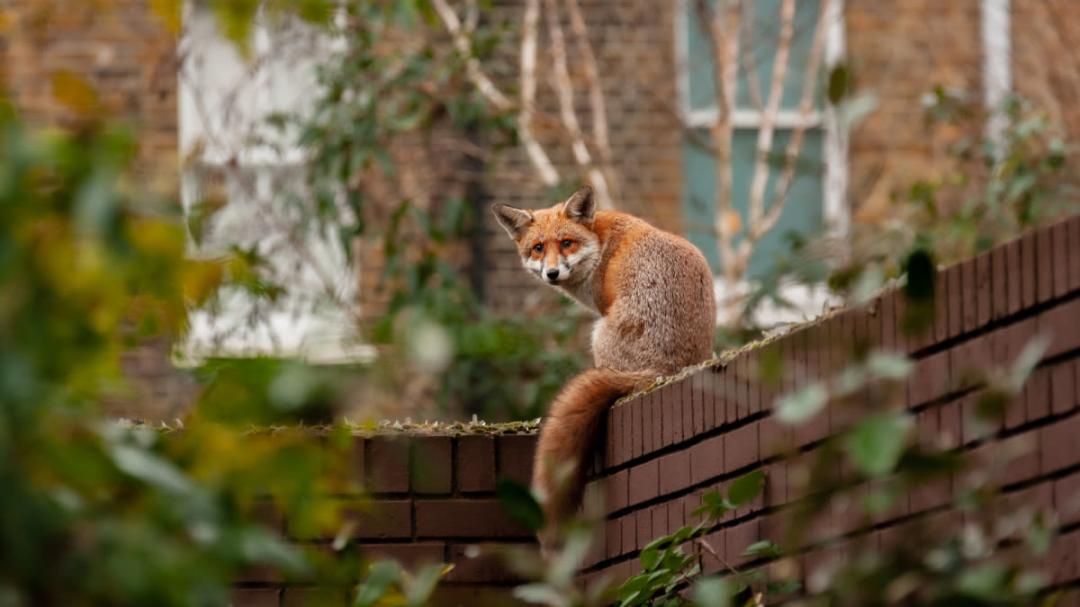 Woman Certain Her New 'Haunted' House Is Watched Over By Woodland Creatures