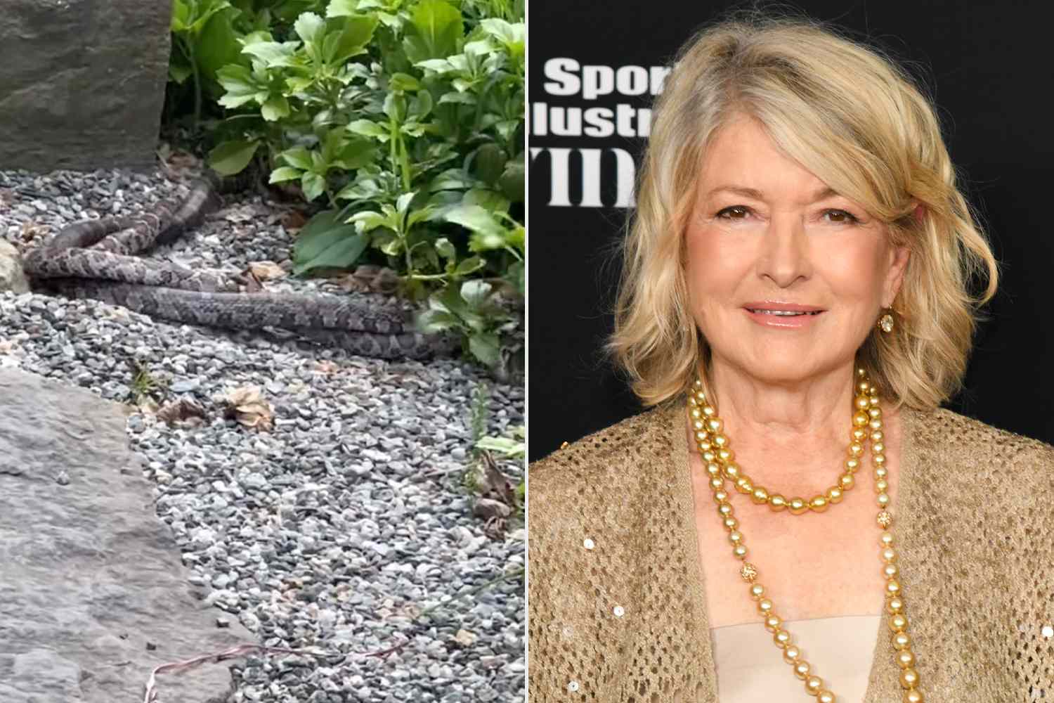 Martha Stewart Shares Video of Snakes Acting Strangely and Asks 'Is This Love?' or 'Murder?'