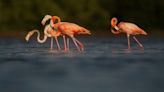 Florida loves flamingos. Will they stay and breed, or will they go home?