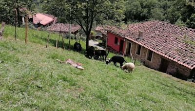 El lobo acabará con ovejas y cabras en 10 años: un vaticinio que tiene explicación