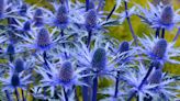 Sea holly varieties: 16 types of eryngium for architectural interest