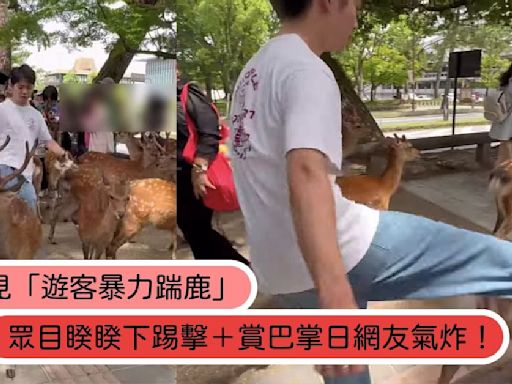 日本奈良「遊客暴力踹鹿」全都錄！4次暴行曝光日網友氣炸：不可原諒