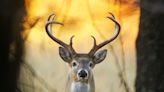 Deer, bear archery seasons open in western Arkansas