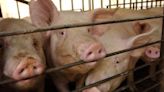 Pork industry lawsuit draws new attention to cruel conditions in North Carolina