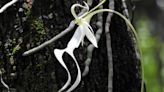 Rare ghost orchid makes its way to London, a long way from its roots in Southwest Florida