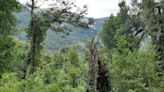 El 'Abuelo' que custodia los bosques vírgenes del sur de Argentina