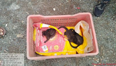 Satara: 3 Civet Kittens Found In Karad Village Returned To Natural Habitat (PHOTOS)