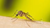 Florida isn't the buggiest but ranks among worst states for mosquitoes, this list shows