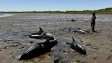 Mass stranding of dolphins on Cape Cod coastline largest in US history