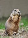 prairie dog